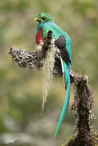 Alto Los Leones fb img 1504748304861